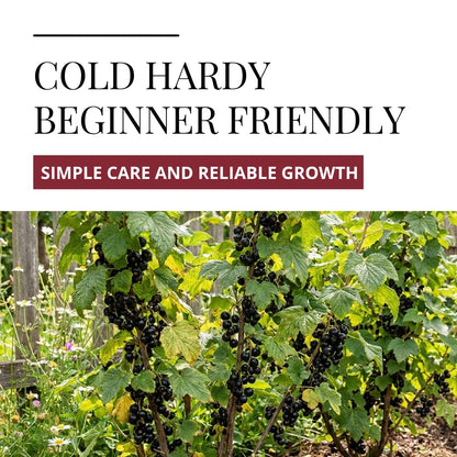 3 Black Currant Plants Live Seedlings | Edible Berry Bushes | Cold Hardy Fruit Shrubs | Outdoor Garden Planting | Backyard Landscaping (3 Seedlings)