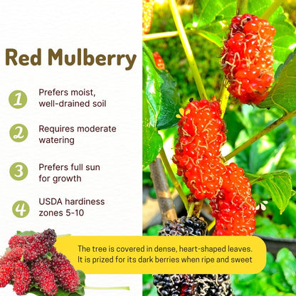 Mulberry Tree Live Plant, Mulberry Plant Seedlings from 6 to 8 Inch Tall, Sweet and Edible Mulberries for Patio and Garden (Red)