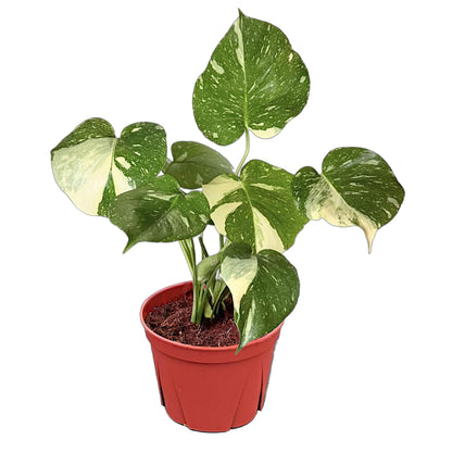 CoollectivePlants Monstera Thai Constellation – Live Variegated Indoor Plant in 6″ Grower Pot, Easy Care Tropical Houseplant, Thai Constellation Monstera for Home or Office Décor