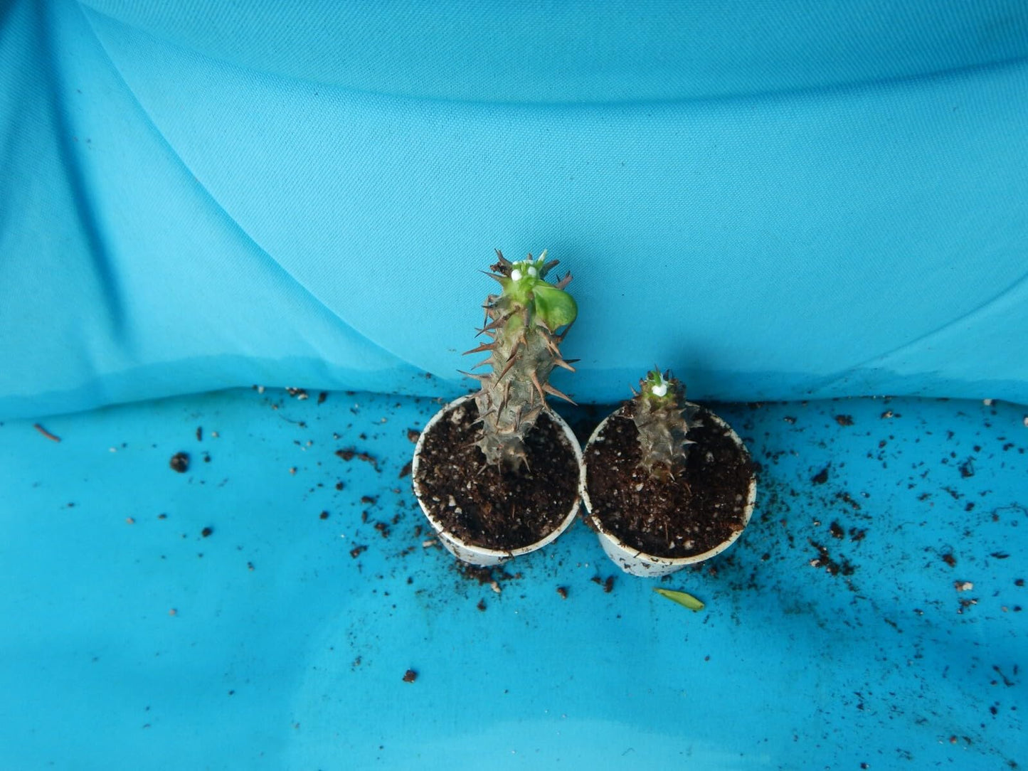 Live Plant - Queen Millionaircrown of Thorns-Euphorbia Miliichrist Plantstarter Plant