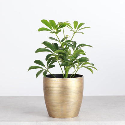 Thorsen's Greenhouse Live Arboricola Umbrella Tree Plant, Schefflera Arboricola, Natural Air Purifier, Easy to Grow, Live Indoor Houseplant, 4-inch Diameter (Gold)