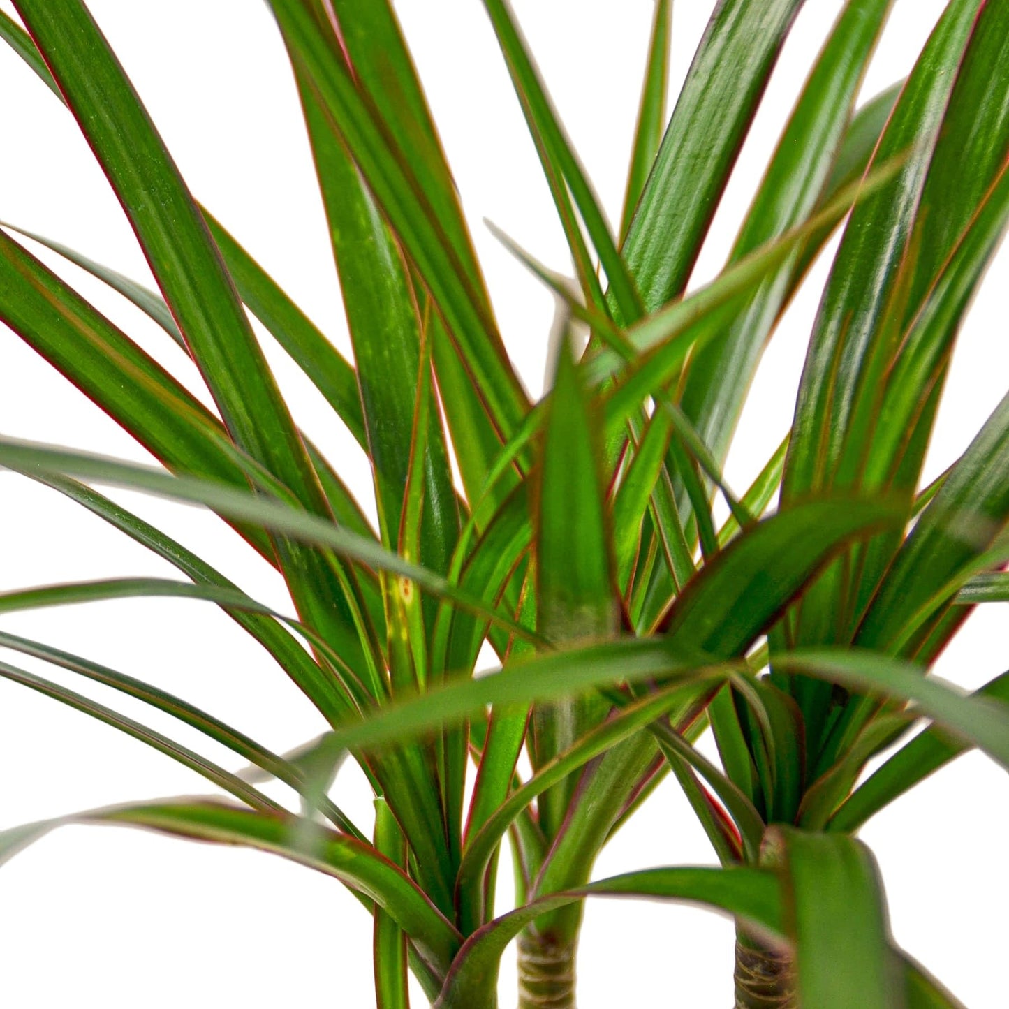5 Pack Dracaena Marginata Cane in 4in Pot - Live Plants Tropical Houseplants | Variegated | USA Growers | The Snobby Leaf
