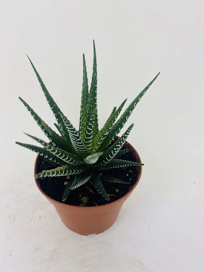 Zebra Haworthia Plant - Easy to grow/Hard to kill! - 3" Pot -unique form jmbamboo