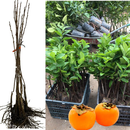 American Persimmon Tree Live Plant for Outdoor Planting, 1 Year Old Well Rooted, Winter Hardy, Zone 4-9