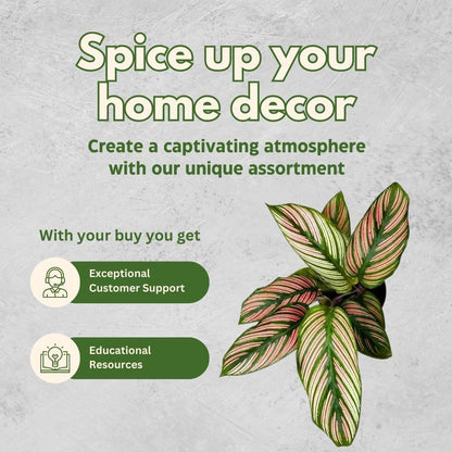 BubbleBlooms Calathea Assortment Set, 4 inch pots, Set of 3, Prayer Plant Variety, Great Indoor Houseplants, Rattlesnake, Stella, Medallion, Vittata