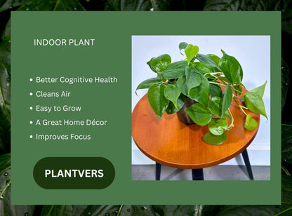 PLANTVERS Jade Heartleaf Philodendron in 4" Grow Pot | Philodendron Hederaceum Green Foliage | Easy Care Trailing Plant for Shelf, Desk or Gift Decor
