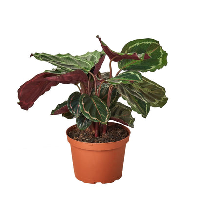 6 Pack Calathea Roseopicta 'Medallion' in 4in Pot - Live Plants Tropical Houseplants | Variegated | USA Growers | The Snobby Leaf
