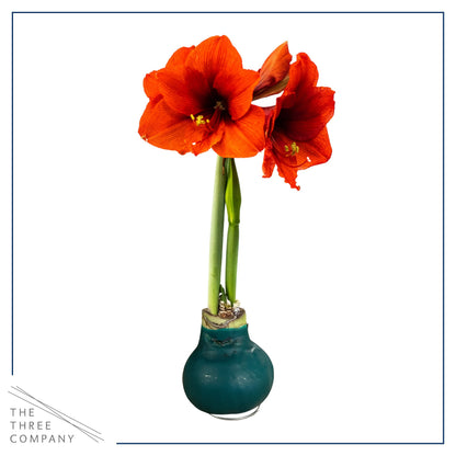 Waxed Amaryllis Bulb – Green Wax with Red Blooms – Live Holiday Gift Plant, Easy Care, No Watering Needed
