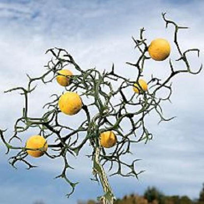 10-15" Tall Flying Dragon Plant 2 Years Old Trifoliate Orange (Poncirus trifoliata) bareroot