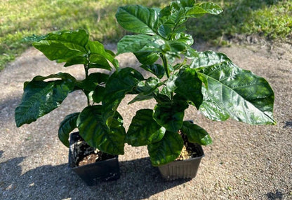 Big Wampi (clausena lansium) Wampee Tropical Live Fruit Tree (2-3ft) Plant