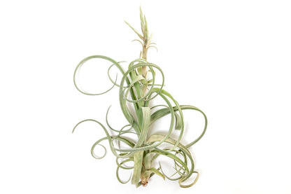 Air Plant Shop 3 Pack Tillandsia Curly Slim (T. Intermedia x T. Streptophylla) Air Plant - Succulents - Live Tillandsia - Easy Care Indoor and Outdoor House Plants