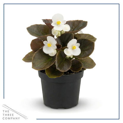 Live Begonia - Dark Leaf Assorted (4 Per Pack), Beautiful Shade Annual, Ships 8" Tall by 4" Wide in 1 Pt Pot