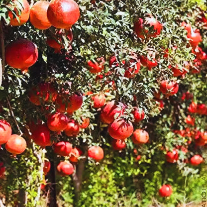 Pack 3 Pomegranate Tree Live Plant, Pomegranate Plant, Pomegranate Fruit Tree, Pomegranate Tree - Live Plant - Red Pomegranate Bush - Hardy Fruit Tree, Size 8 to 10 Inch Tall