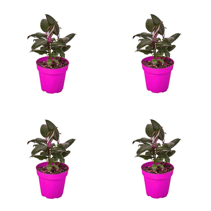 4 Pack Ficus Elastica 'Burgundy' in 4in Pot - Live Plants Tropical Houseplants | Variegated | USA Growers | The Snobby Leaf