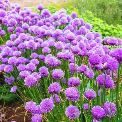 10 Chives Plants Live for Planting Outdoors, Well Rooted, Perennial Plants
