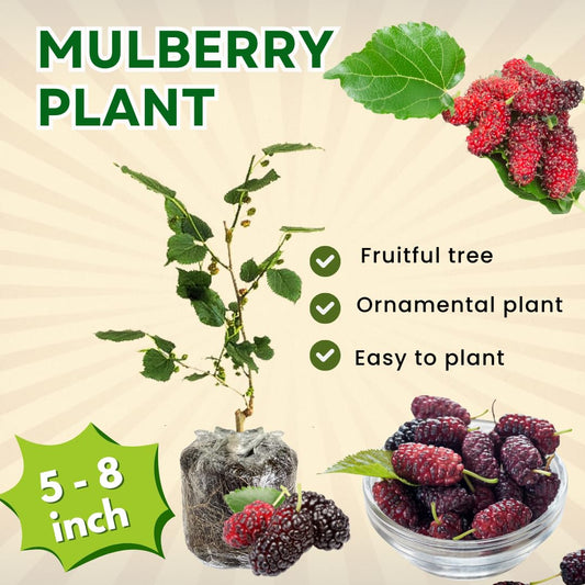 Red Mulberry Tree Live Plant for Planting 5 to 8 Inch Tall, Everbearing Mulberry Bush Live Plant, Mulberry Plant Live, Mulberries Fruit