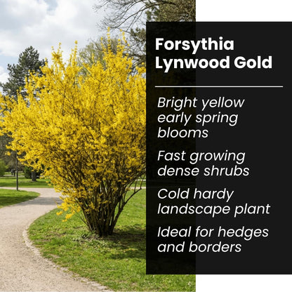 Live Forsythia Lynwood Gold Plants (3-Pack) – Fast Growing Yellow Flowering Shrubs – Hardy Spring Bloom Landscape Bushes – Outdoor Hedge & Border Plants