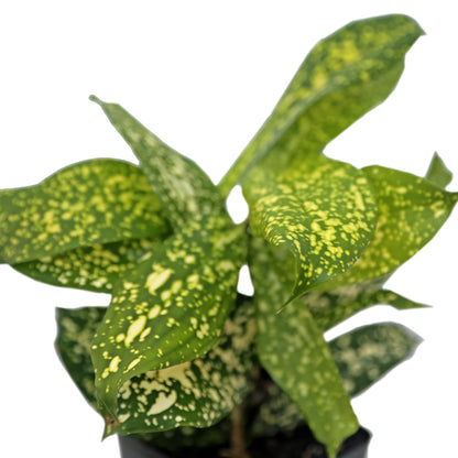 12 Pack Live Florida Beauty Golddust Spoted-Leaf Dracaena Surculosa, Variegated Indoor Potted Houseplant, Office Gift, Get Well Gift, Birthday Gift, Thank You Gift in 3" Pot