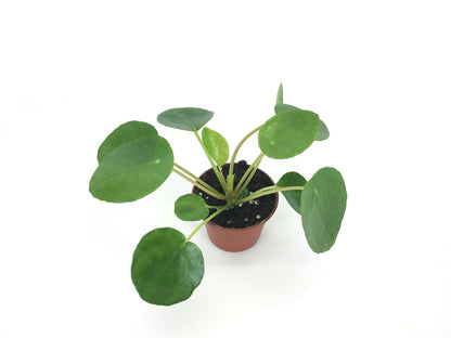 Set of 2 Pilea peperomioides Plants (2" Pot) (Chinese Money Plant/Pancake Plant/UFO Plant)