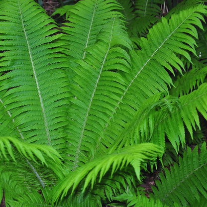 5 Roots of Ostrich Fern, Fern Plants Live, Live Fern Plants, Fern Plant Seedlings, Fern Rhizomes for Planting, 5 Roots