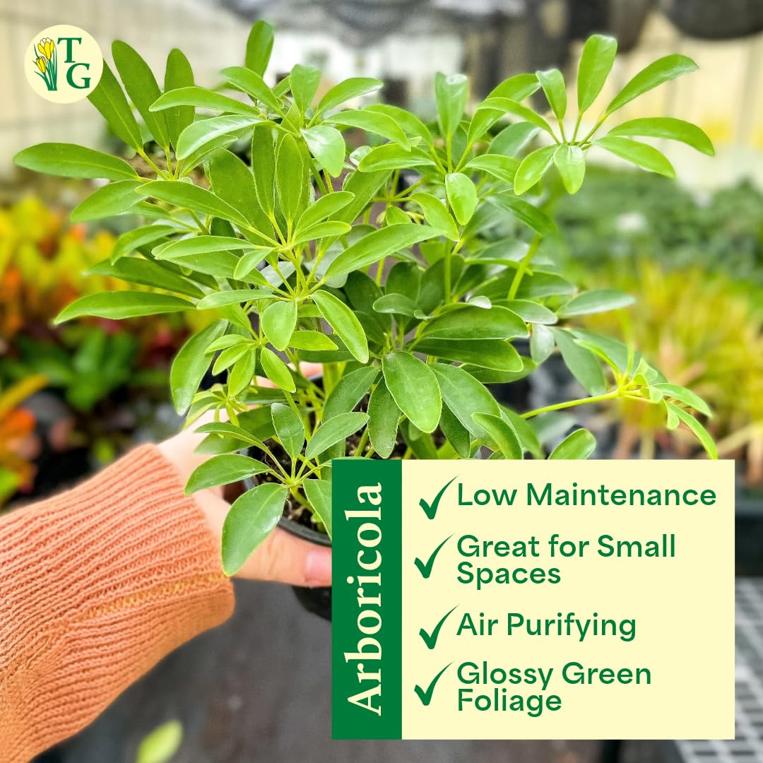 Thorsen's Greenhouse Live Arboricola Umbrella Tree Plant, Schefflera Arboricola, Natural Air Purifier, Easy to Grow, Live Indoor Houseplant, 4-inch Diameter (Gold)
