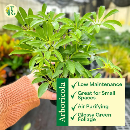 Thorsen's Greenhouse Live Arboricola Umbrella Tree Plant, Schefflera Arboricola, Natural Air Purifier, Easy to Grow, Live Indoor Houseplant, 4-inch Diameter (Gold)