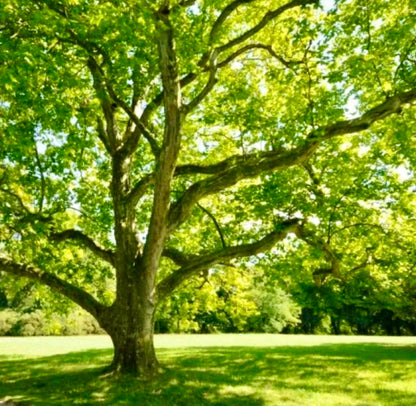 American Sycamore Tree - 10-18" Tall - Quart Pot - Live Plant - Platanus occidentalis