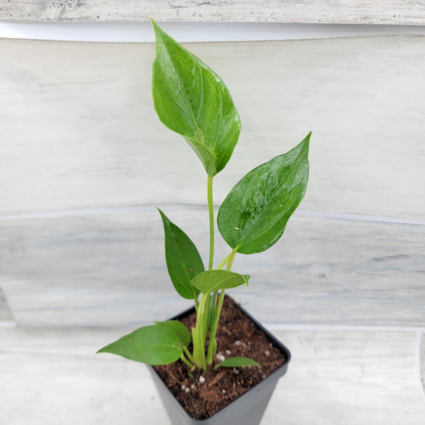 Rare Anthurium Pink Live Plant in 4-Inch Pot - Anthurium Flamingo Flower Plant - Exotic Flamingo Plant for Home or Office by 3exoticgreen