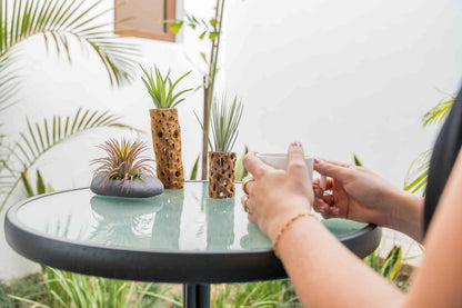 Air Plant Shop 5 Pack 3 Inch Cholla Cactus Holders with Assorted Air Plants- Wholesale and Bulk - Succulents - Live Tillandsia - Easy Care Indoor and Outdoor House Plants