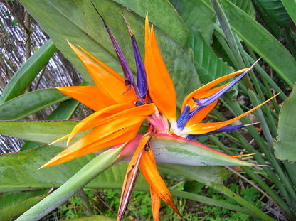 Orange Bird of Paradise - Live Plant in a 3 Gallon Pot - Strelitzia Reginae - Rare and Stunning Tropical Evergreen Plant