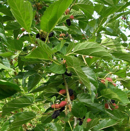 SmartMe Live Plant - Mulberry Plant Tree Dwarf Everbearing Morus Nigra Sweet Fruit 4" Pot Live Plant