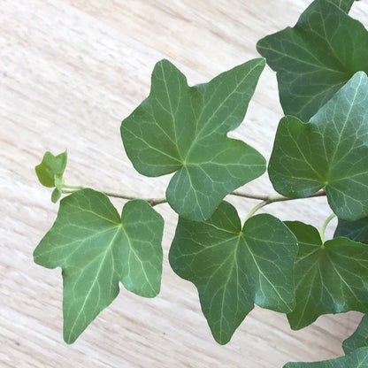 English Ivy Hoop - Live Plant in a 6 Inch Pot - Hedera Helix - Beautiful Easy Care Indoor Air Purifying Topiary Houseplant Vine