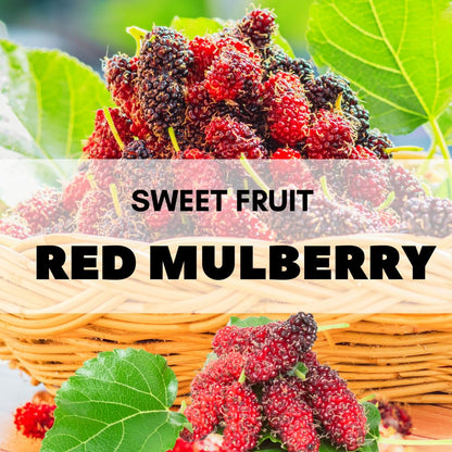 Mulberry Tree Live Plant, Mulberry Plant Seedlings from 6 to 8 Inch Tall, Sweet and Edible Mulberries for Patio and Garden (Red)