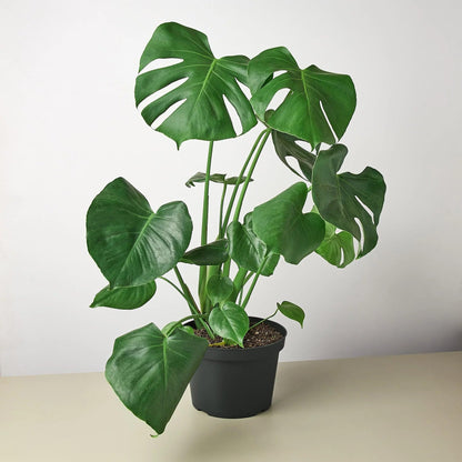 Philodendron Monstera Split-Leaf in 4in Pot - Live Plants Tropical Houseplants | Variegated | USA Growers | The Snobby Leaf