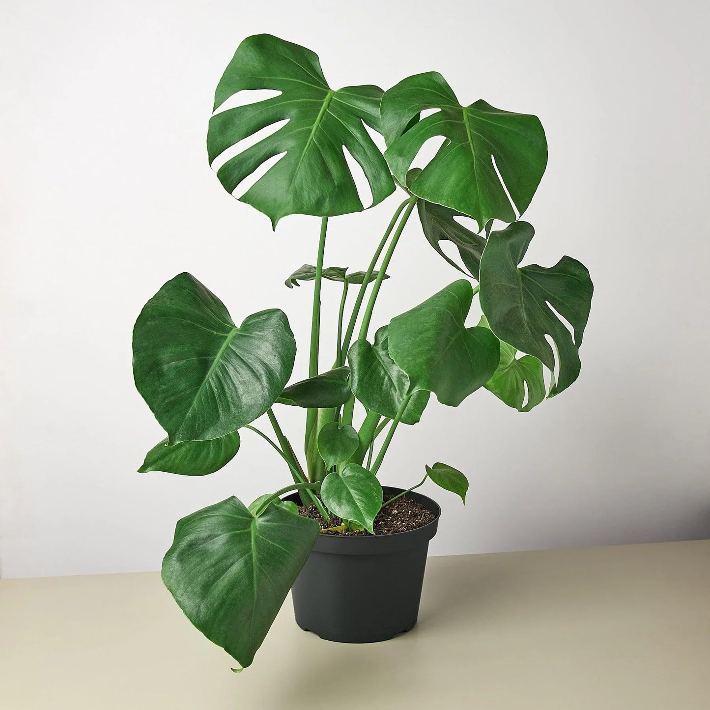 9 Pack Philodendron Monstera Split-Leaf in 4in Pot - Live Plants Tropical Houseplants | Variegated | USA Growers | The Snobby Leaf
