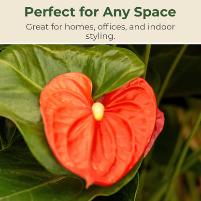 Lace Leaf Anthurium aren't You Orange Plant - Compact Anthuriums Live Plants for Indoors & Outdoors - Versatile & Adaptable Anthurium Flowering Plants - Ideal for Tabletops, Desks, and Indoor Spaces