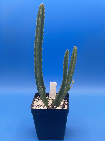 Stapelia Ambigua 3.5 Inch Potted Plant Well Rooted Starfish Cactus - No Shipping to California Or Arizona!