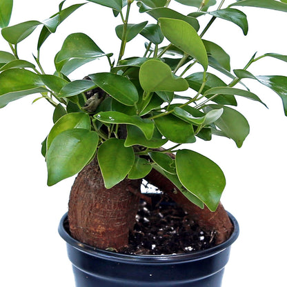4 Pack Live Ginseng Ficus, Ficus Retusa, Banyan Fig, Potted Bonsai Houseplant, Birthday Gift for Plant Lover, Office Gift for Christmas, Indoor Live Plant in 4" Pot