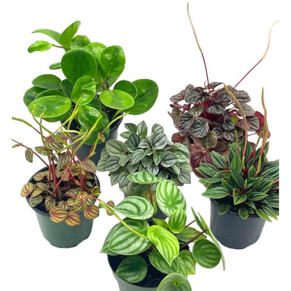 BubbleBlooms Peperomia Assortment Set, 6 Different peperomias in 4 inch pots Grower's Choice May Include Watermelon, Marble, Ripple, Rosso