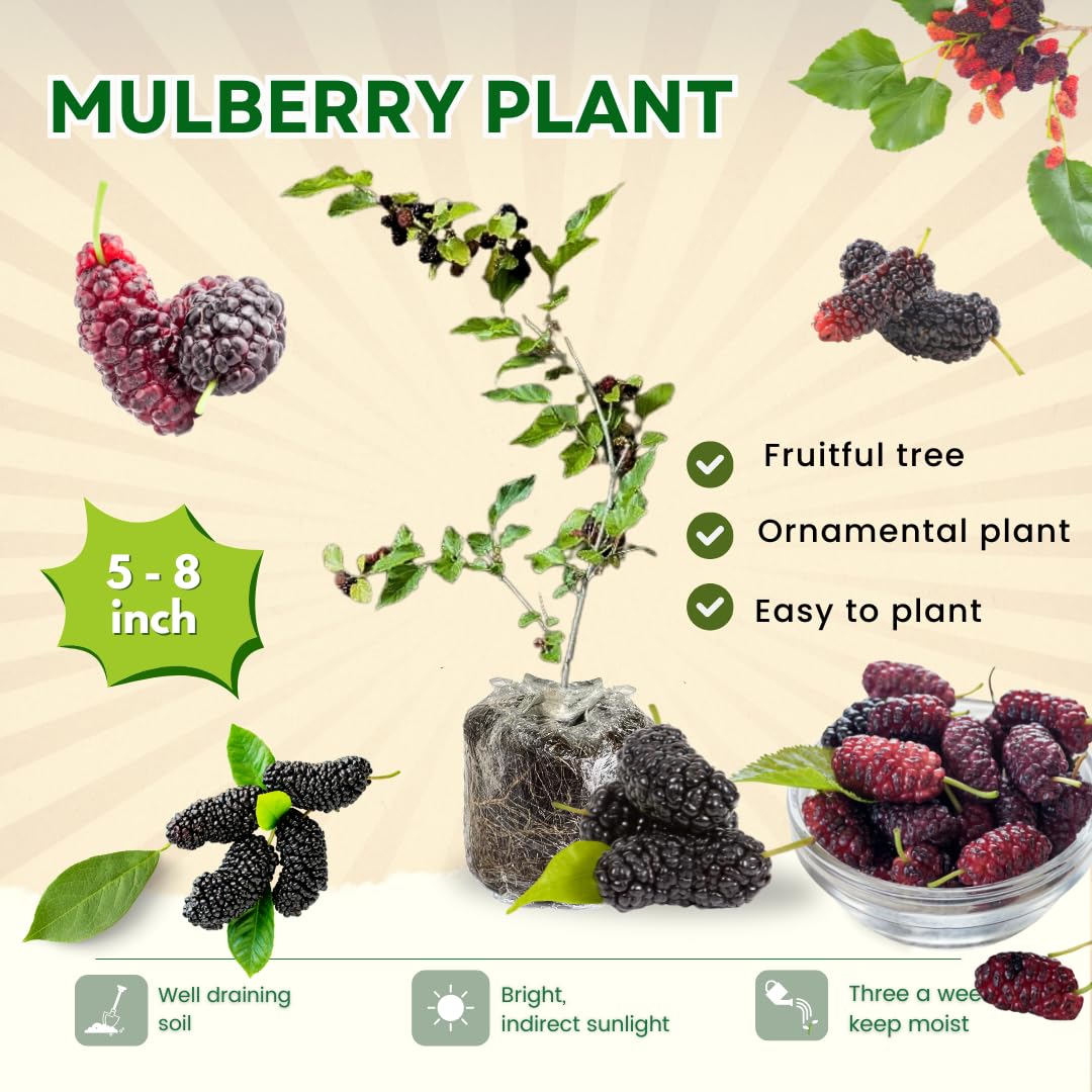 Pack 2 Mulberry Tree Live Plant for Growing 5 to 8 Inch Tall, Everbearing Mulberry Bush Live Plant, Mulberry Plant Live Home Garden (Dwarf Mulberry)