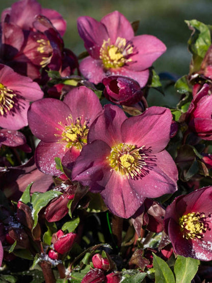 Perennial Farm Marketplace Helleborus HGC® Ice N' Roses® Red (Lenten Rose) Live Perennial, Size-#1 Container, Rose-Red Winter Flowers with Dark Green Evergreen Foliage