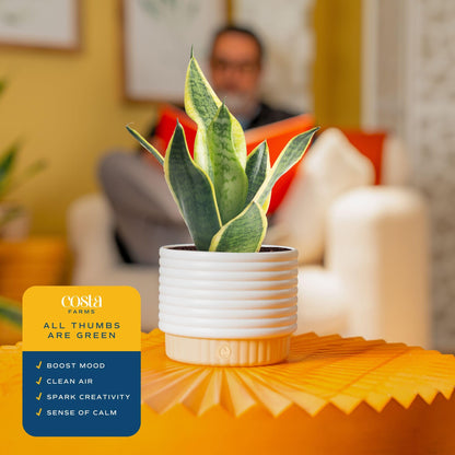 Costa Farms Snake Plant, Live Sansevieria Indoor Houseplant in 4-Inch Decorative Pot, 8-12 Inches Tall, Low Light Air Purifying Succulent, Easy Care Room Decor Gift