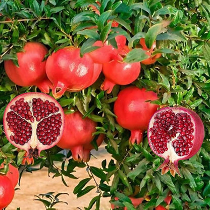 Live Pomegranate Tree, Sweet Fruit Tree, Cold Hardy, 2–3 Feet Tall in 3 Gallon Pot, Ready for Outdoor Growing, No Ship to CA
