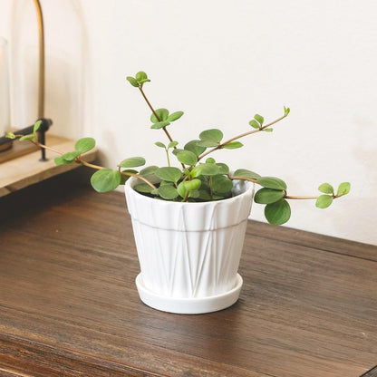 Peperomia 'Hope' (4 inch) - Lucky Houseplants - 4/6 inch Unique Live Decorative Houseplants - Easy to Care Indoor Plants, Perfect for Office, Home & Feng Shui Decor