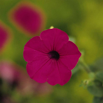 Tidal Wave Series Petunia Purple ~50 Seeds – AAS Winner – Climbing or Mounding Flower – Pelleted Seeds – Annual – Non-GMO – 98–105 Days – Full Sun