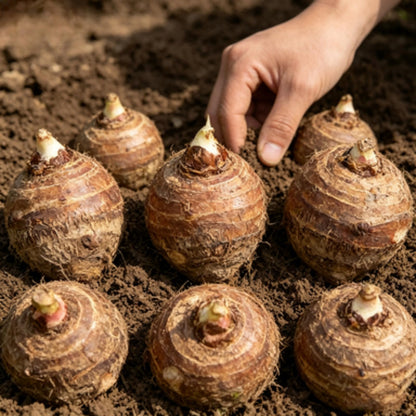 EDRHTJG Elephant Ear-Statement Leaf Decor for Patio Garden Yard Styling Natural Tone Variety (6)
