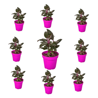 9 Pack Ficus Elastica 'Burgundy' in 4in Pot - Live Plants Tropical Houseplants | Variegated | USA Growers | The Snobby Leaf