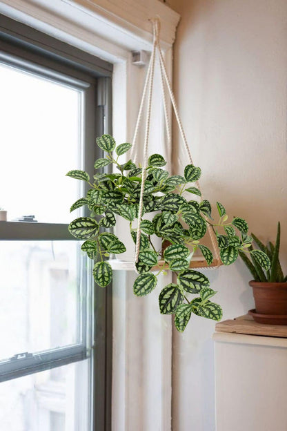 GnFlus Fake Hanging Plants, 20 Inch Artificial Ivy Plant in Ceramic Pot Faux Watermelon Peperomia Trailing Vine Plant Potted for Home Bedroom Office Table Shef Desk Indoor Outdoor Decor Green