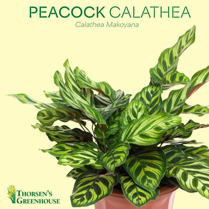 Thorsen's Greenhouse Peacock Calathea, Live Indoor Plant, Safe for Pets, Colorful Foliage, Rare Variety, Peacock Plant, 4" Diameter (Coffee)