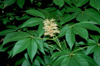 12-14" Tall Ohio Buckeye (Aesculus glabra), Bare Root 2 Year Old Plant